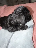 Baby girl, a female Miniature Schnauzer for sale in Indianapolis, IN – 1 of 3