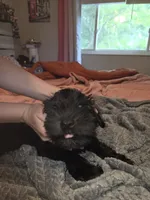 Gray collar Boy, a male Miniature Schnauzer for sale in Indianapolis, IN – 2 of 3