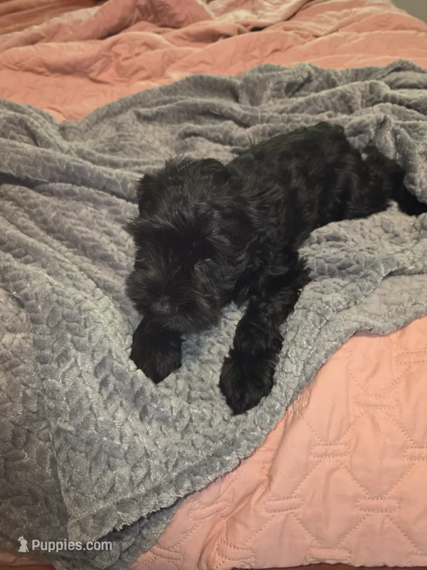 Light green – Miniature Schnauzer puppy for sale in Indianapolis, IN