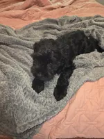 Light green, a male Miniature Schnauzer for sale in Indianapolis, IN – 1 of 2