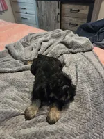 Dark green, a male Miniature Schnauzer for sale in Indianapolis, IN – 2 of 2