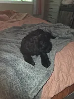 Light green, a male Miniature Schnauzer for sale in Indianapolis, IN – 2 of 2