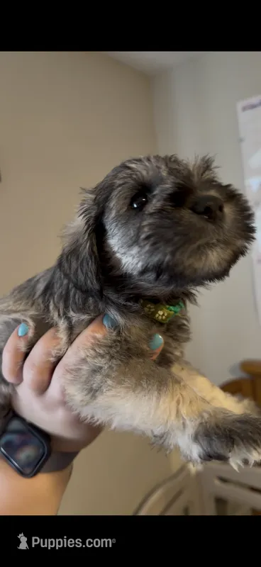 Boy 2 – Miniature Schnauzer puppy for sale in Indianapolis, IN