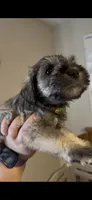 Boy 2, a male Miniature Schnauzer for sale in Indianapolis, IN – 1 of 1