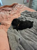 Brown collar, a male Miniature Schnauzer for sale in Indianapolis, IN – 2 of 2