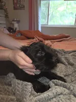 Gray collar Boy, a male Miniature Schnauzer for sale in Indianapolis, IN – 3 of 3