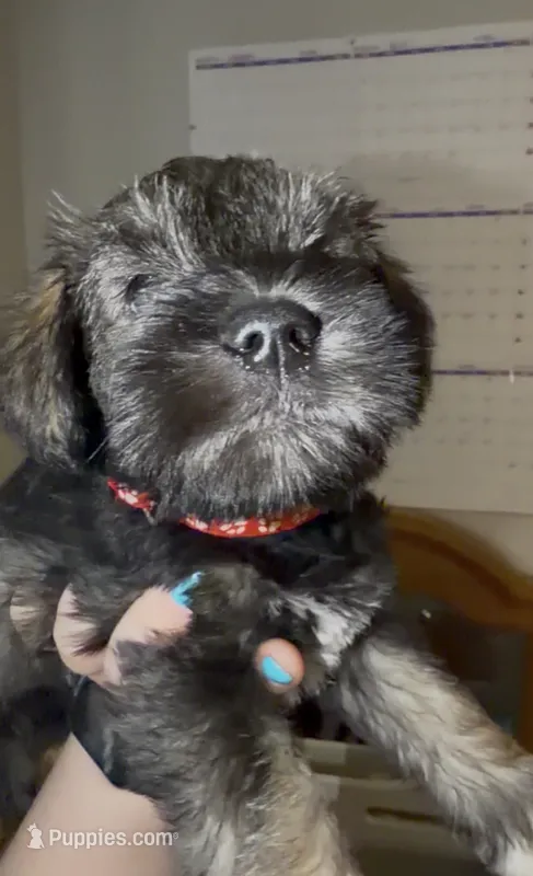 Boy3 – Miniature Schnauzer puppy for sale in Indianapolis, IN