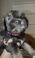 Boy3, a male Miniature Schnauzer for sale in Indianapolis, IN – 1 of 1