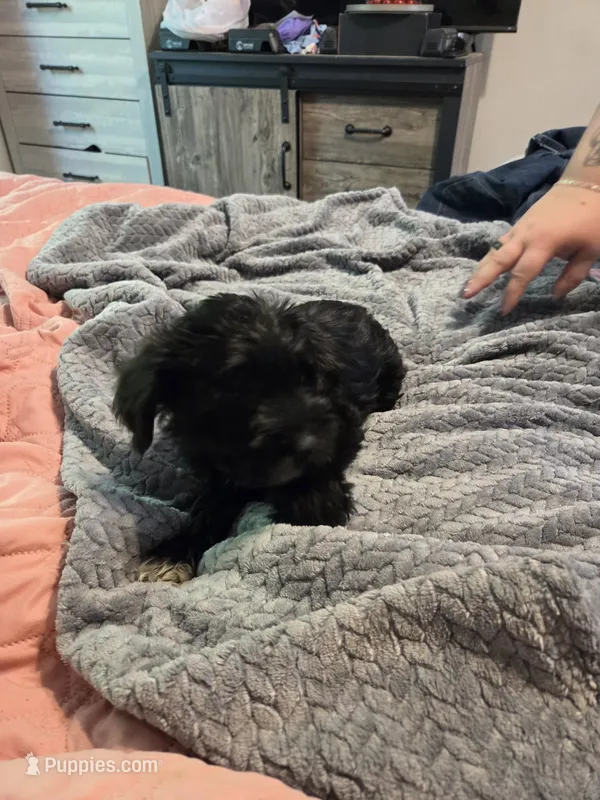 Brown collar – Miniature Schnauzer puppy for sale in Indianapolis, IN