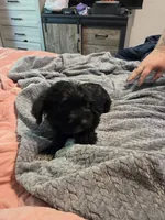 Brown collar, a male Miniature Schnauzer for sale in Indianapolis, IN – 1 of 2