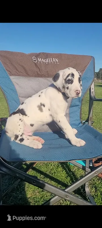 Apollo – Great Dane puppy for sale in Houston, TX
