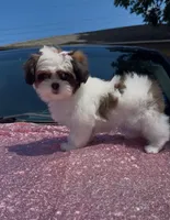 Susie, a female Shihpoo and Shih Tzu for sale in Houston, TX – 5 of 8