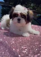 Susie, a female Shihpoo and Shih Tzu for sale in Houston, TX – 6 of 8
