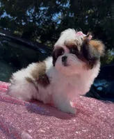 Susie, a female Shihpoo and Shih Tzu for sale in Houston, TX – 2 of 8
