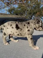 Marco, a male Great Dane for sale in Houston, TX – Photo 1 of 5