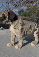 Marco, a male Great Dane for sale in Houston, TX – Photo 2 of 5