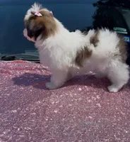 Susie, a female Shihpoo and Shih Tzu for sale in Houston, TX – 8 of 8