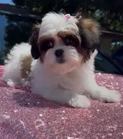 Susie, a female Shihpoo and Shih Tzu for sale in Houston, TX – 1 of 8