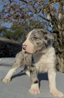 Thor, a male Great Dane for sale in Houston, TX – Photo 4 of 4