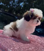 Susie, a female Shihpoo and Shih Tzu for sale in Houston, TX – 7 of 8