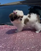 Susie, a female Shihpoo and Shih Tzu for sale in Houston, TX – 4 of 8