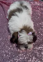 Susie, a female Shihpoo and Shih Tzu for sale in Houston, TX – 3 of 8