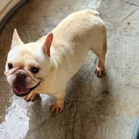 Popcorn, a male French Bulldog for sale in Morehead, KY – Photo 2 of 3