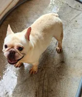 Popcorn/cond, a male French Bulldog for sale in Morehead, KY – Photo 3 of 3