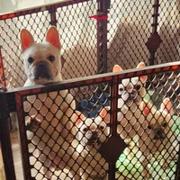 Popcorn, a male French Bulldog for sale in Morehead, KY – Photo 3 of 3