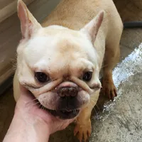 Popcorn, a male French Bulldog for sale in Morehead, KY – Photo 1 of 3