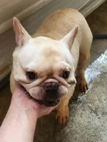 Popcorn/cond, a male French Bulldog for sale in Morehead, KY – Photo 1 of 3