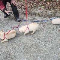 Sheena, a female French Bulldog for sale in Morehead, KY – Photo 3 of 3