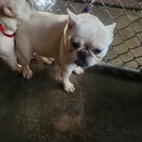 Sheena, a female French Bulldog for sale in Morehead, KY – Photo 2 of 3