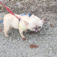 Sheena, a female French Bulldog for sale in Morehead, KY – Photo 1 of 3