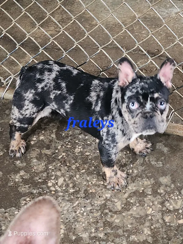 Merlin, a male French Bulldog for sale in Morehead, KY – 1 of 5