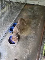 Lady LB, a female French Bulldog for sale in Morehead, KY – 5 of 5