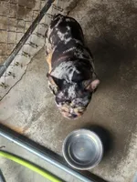 Harlequin , a female French Bulldog for sale in Morehead, KY – Photo 3 of 3