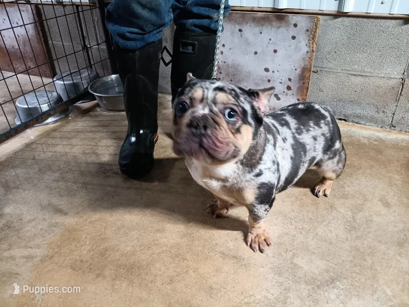 Harlequin  – French Bulldog puppy for sale in Morehead, KY