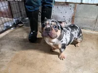 Harlequin , a female French Bulldog for sale in Morehead, KY – Photo 1 of 3