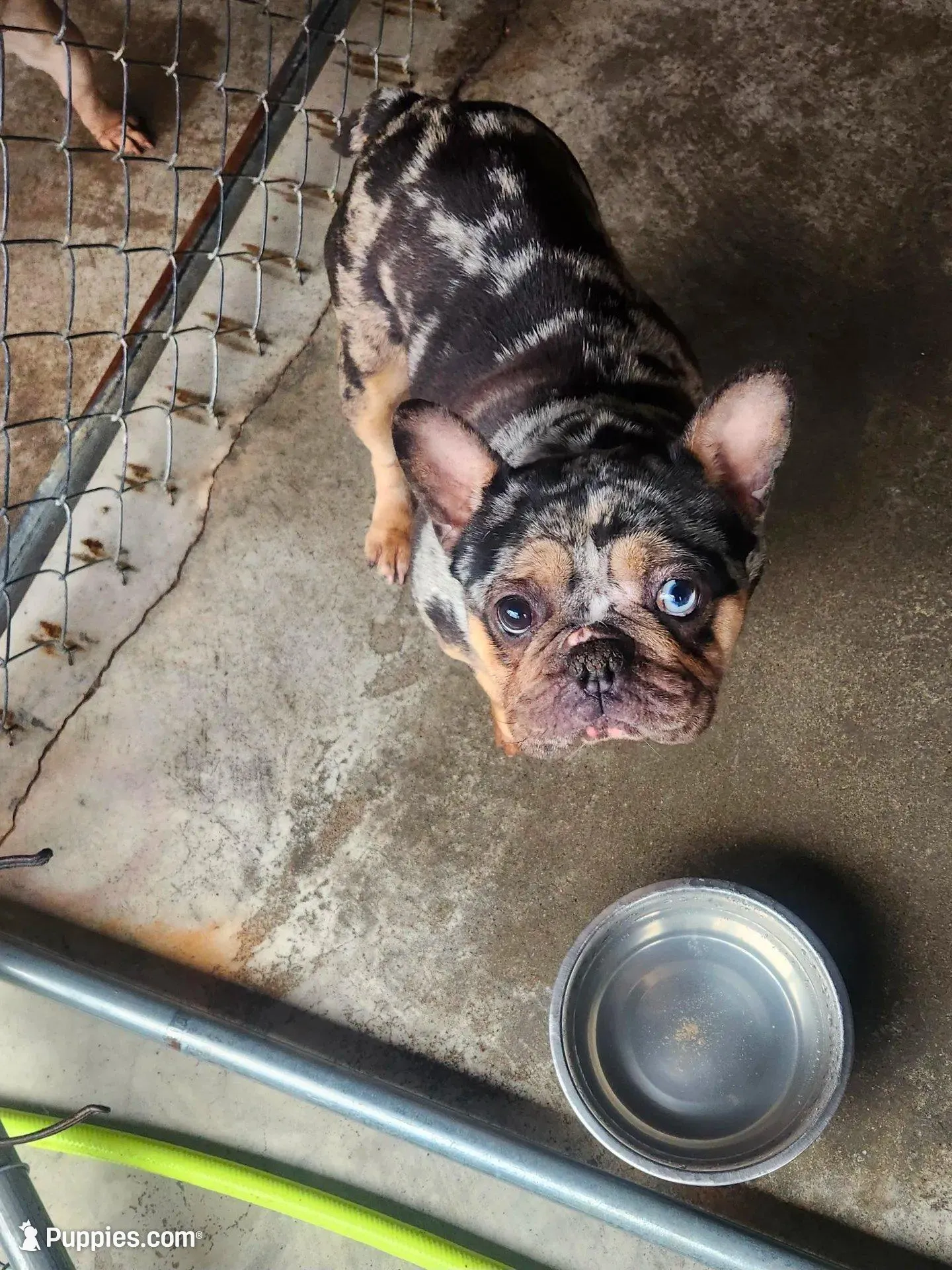 Harlequin  – French Bulldog puppy for sale in Morehead, KY