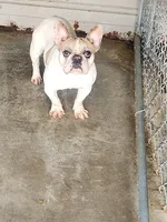 Parches, a female French Bulldog for sale in Morehead, KY – Photo 1 of 4