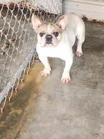 Parches, a female French Bulldog for sale in Morehead, KY – Photo 4 of 4