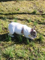Parches, a female French Bulldog for sale in Morehead, KY – Photo 3 of 4