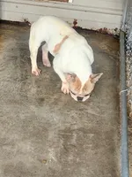 Parches, a female French Bulldog for sale in Morehead, KY – Photo 2 of 4