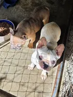 Lady LB, a female French Bulldog for sale in Morehead, KY – 2 of 2