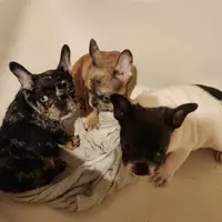 Merlin, a male French Bulldog for sale in Morehead, KY – Photo 2 of 4