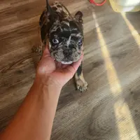 Merlin, a male French Bulldog for sale in Morehead, KY – Photo 3 of 4