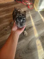 Merlin, a male French Bulldog for sale in Morehead, KY – Photo 3 of 4