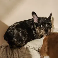 Merlin, a male French Bulldog for sale in Morehead, KY – Photo 1 of 4