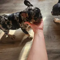 Merlin, a male French Bulldog for sale in Morehead, KY – Photo 4 of 4